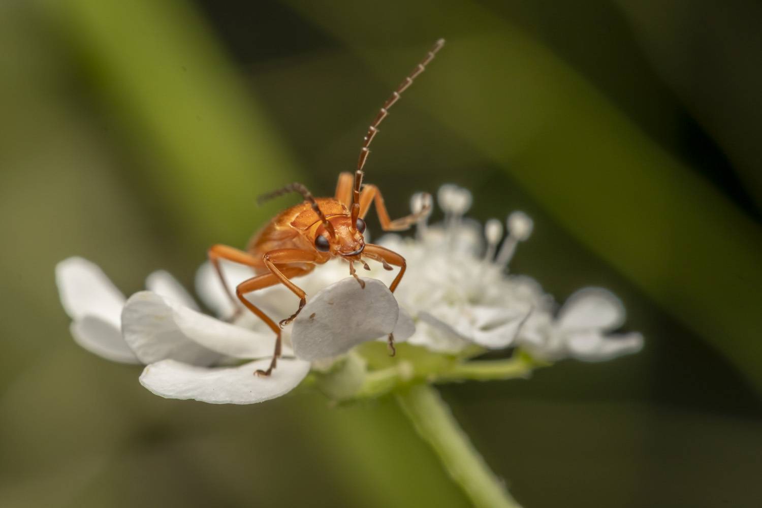 insects, macro, nature, Nikolay Tatarchuk