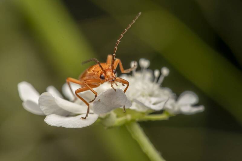 insects, macro, nature  фото превью