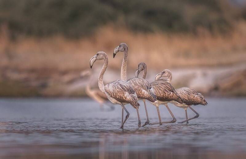 Flaming różowy (Phoenicopterus roseus) фото превью
