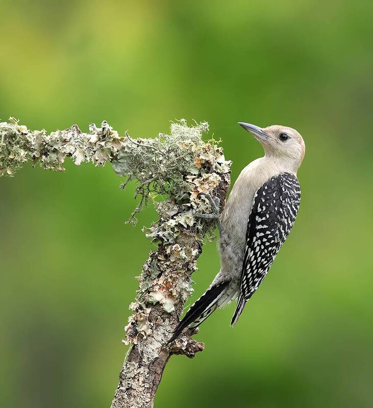 red-bellied woodpecker, woodpecker, дятел, птицы, birds, wild Juvenile, Red-bellied Woodpecker. Молодой дятел - Каролинский меланерпес фото превью