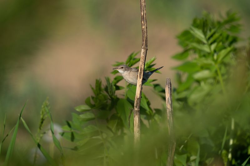 spring, bird, birding, sylvia, славка Hidden Among Green фото превью