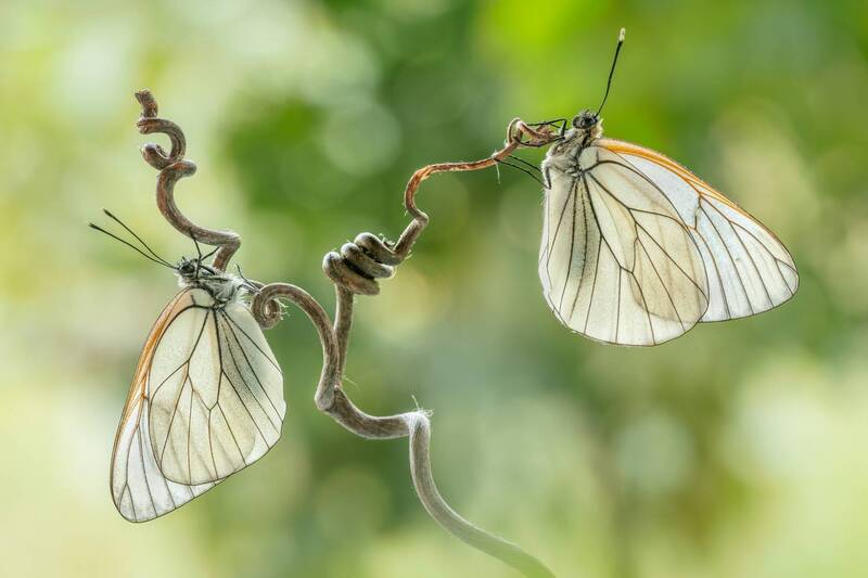 macro, butterflies, butterfly, spring, insect Coiled Diplomacy фото превью