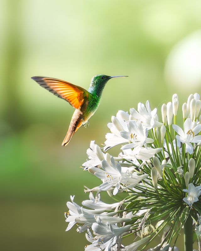 Colibri фото превью