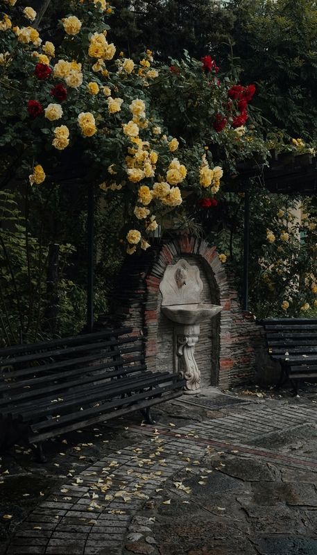 весна, май, музейный_дворик, розы, цветение, красота, природа, красота_природы, благоухание, величие, грация, атмосфера, керчь, крым, россия Прекрасные розы в музейном дворике. фото превью