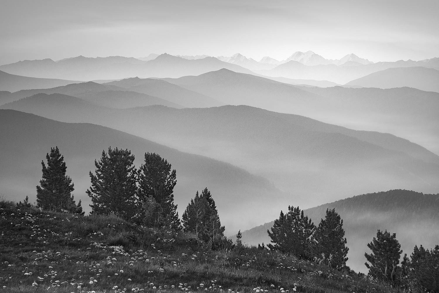 пейзаж, чб, черно-белое, деревья, горы, алтай, ачик, белуха, туман, дымка, даль, природа, силуэт, Антипов Дмитрий