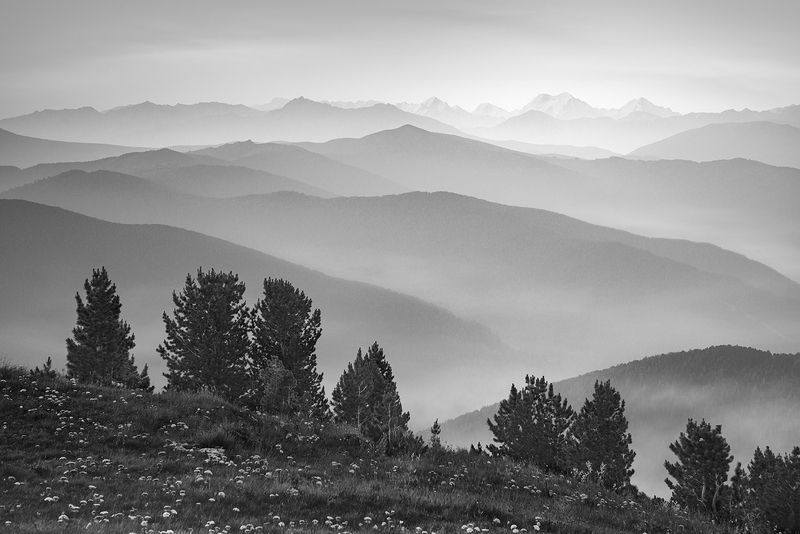 пейзаж, чб, черно-белое, деревья, горы, алтай, ачик, белуха, туман, дымка, даль, природа, силуэт Перевал Ачик фото превью