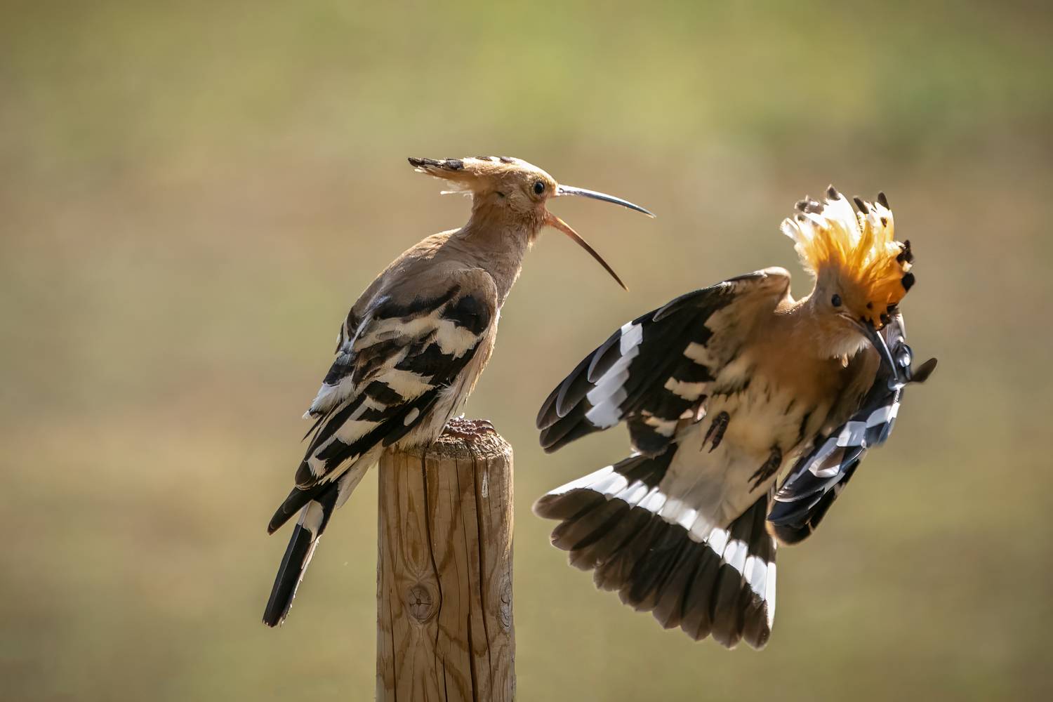 Hoppoe. Автор: Sibé hoppoe, bird, natur, Sibé