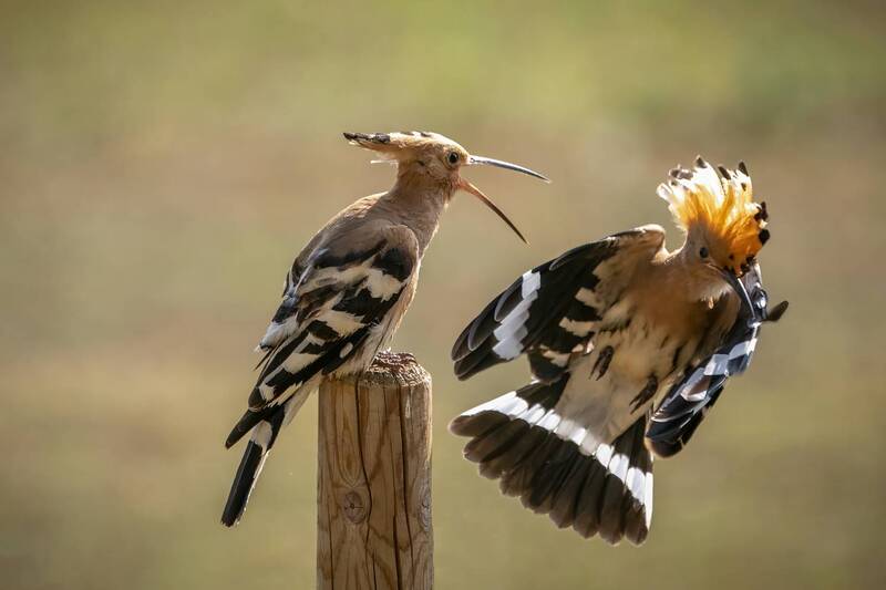 hoppoe, bird, natur Hoppoe фото превью