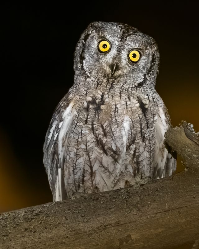 Сплюшка (Otus scops) фото превью