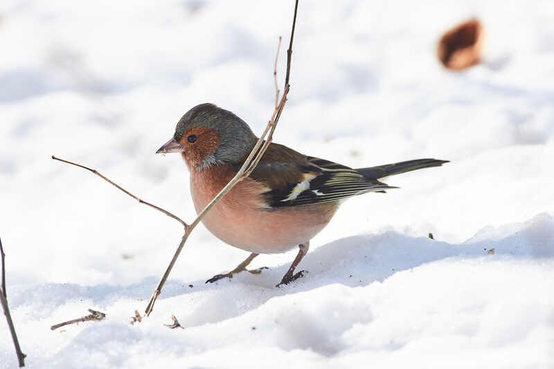 Fringilla coelebs, зяблик Fringilla coelebs фото превью