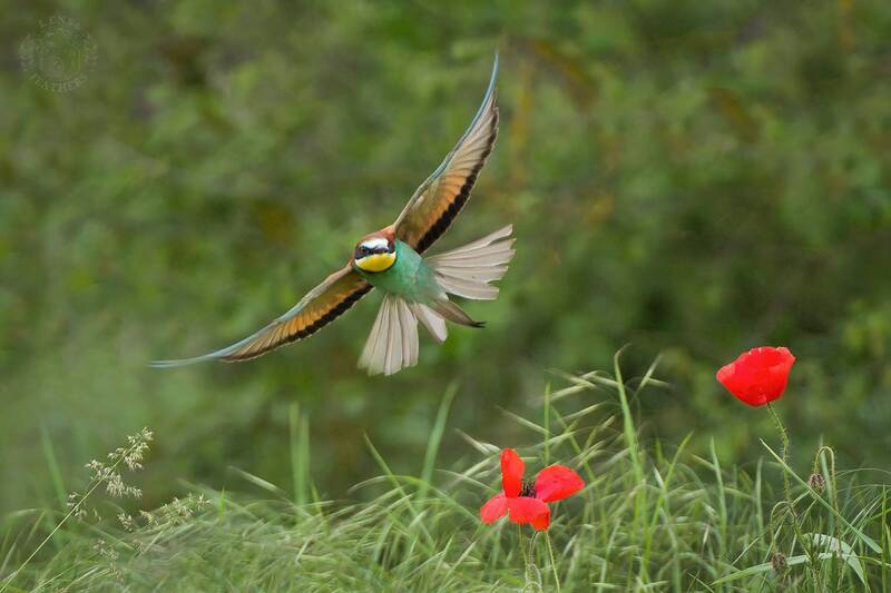 Щурка - Lens and Feathers фото превью