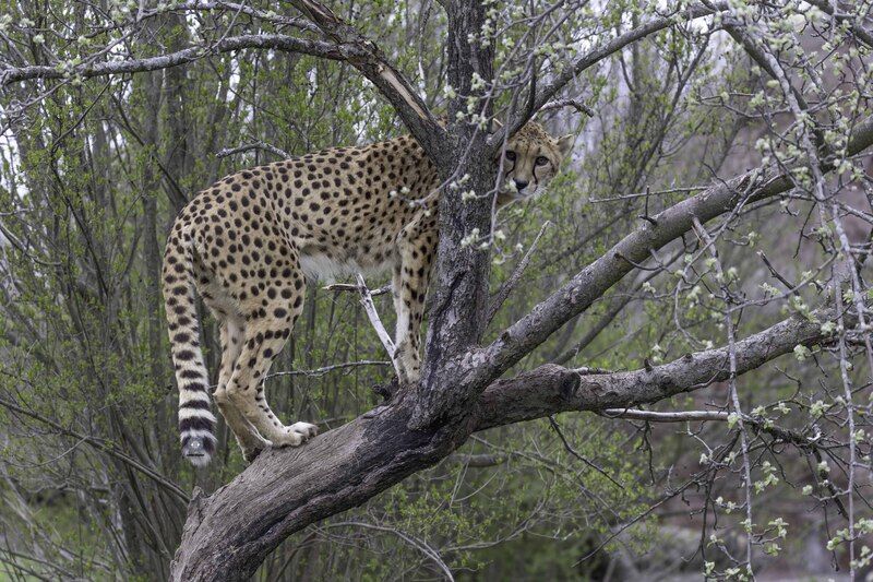 Cheetah фото превью