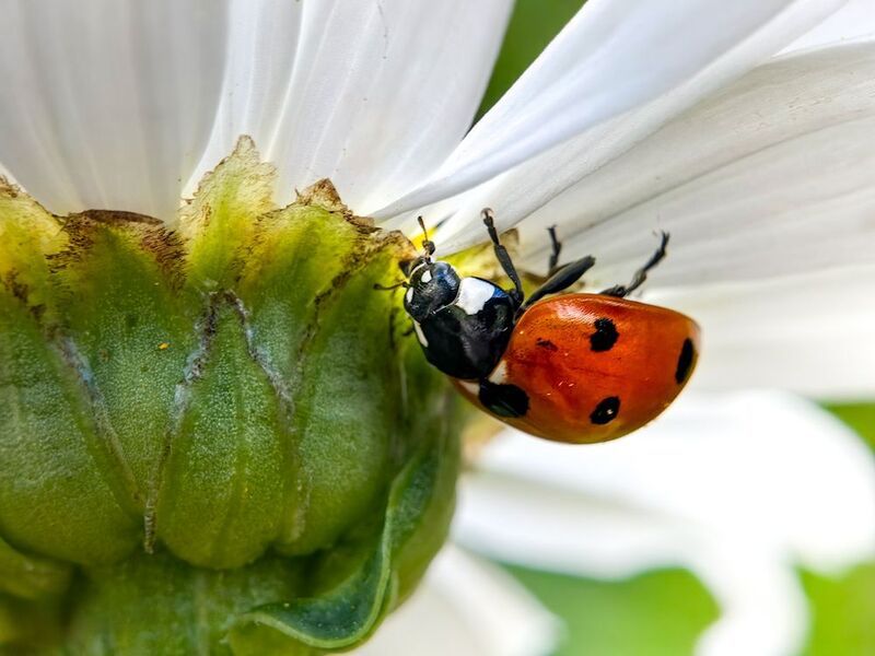macro, insects, nature, smallworld, closeup My entry фото превью