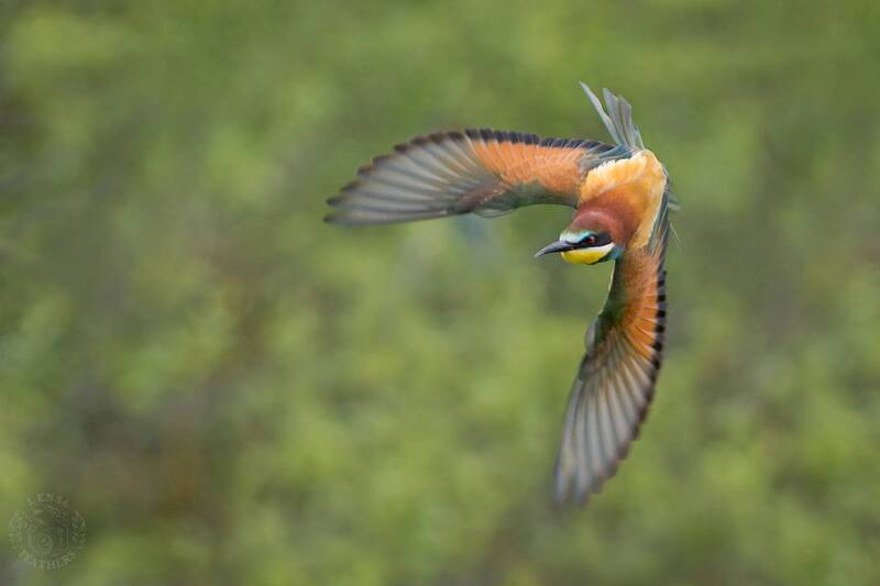 Щурка - Lens and Feathers фото превью