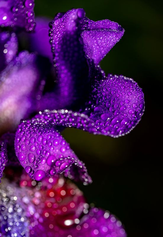 Фиолетово-чёрный фото превью