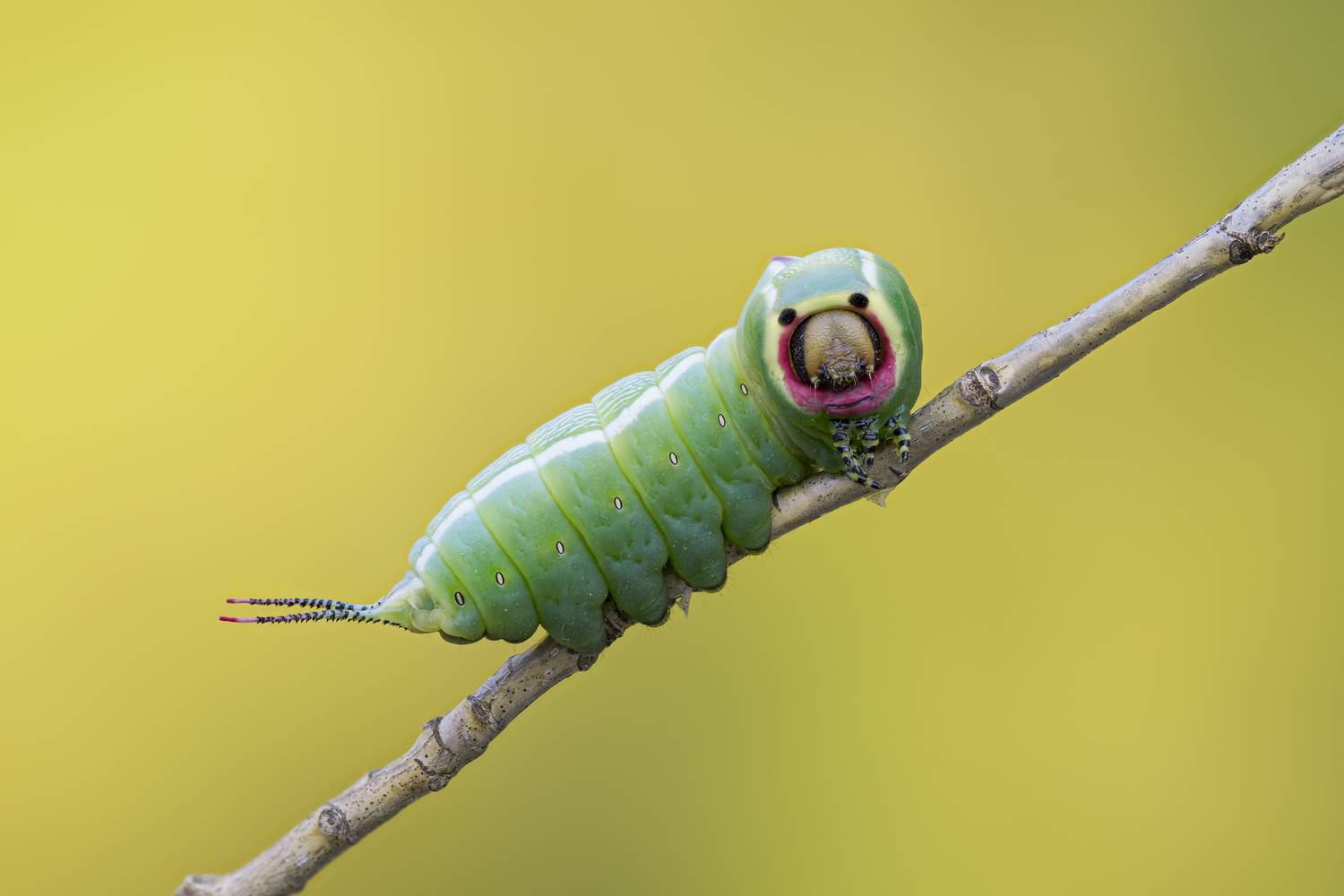 macrophotography, bugs, butterfly, caterpillar, nature, Camilla Zocchi