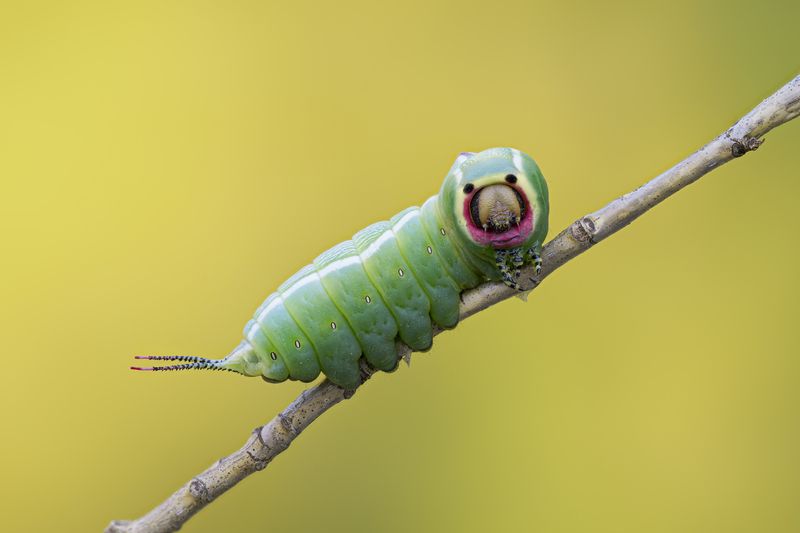 macrophotography, bugs, butterfly, caterpillar, nature Cerura vinula  фото превью