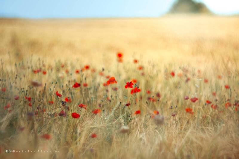 wheat field, poppy, red Red фото превью