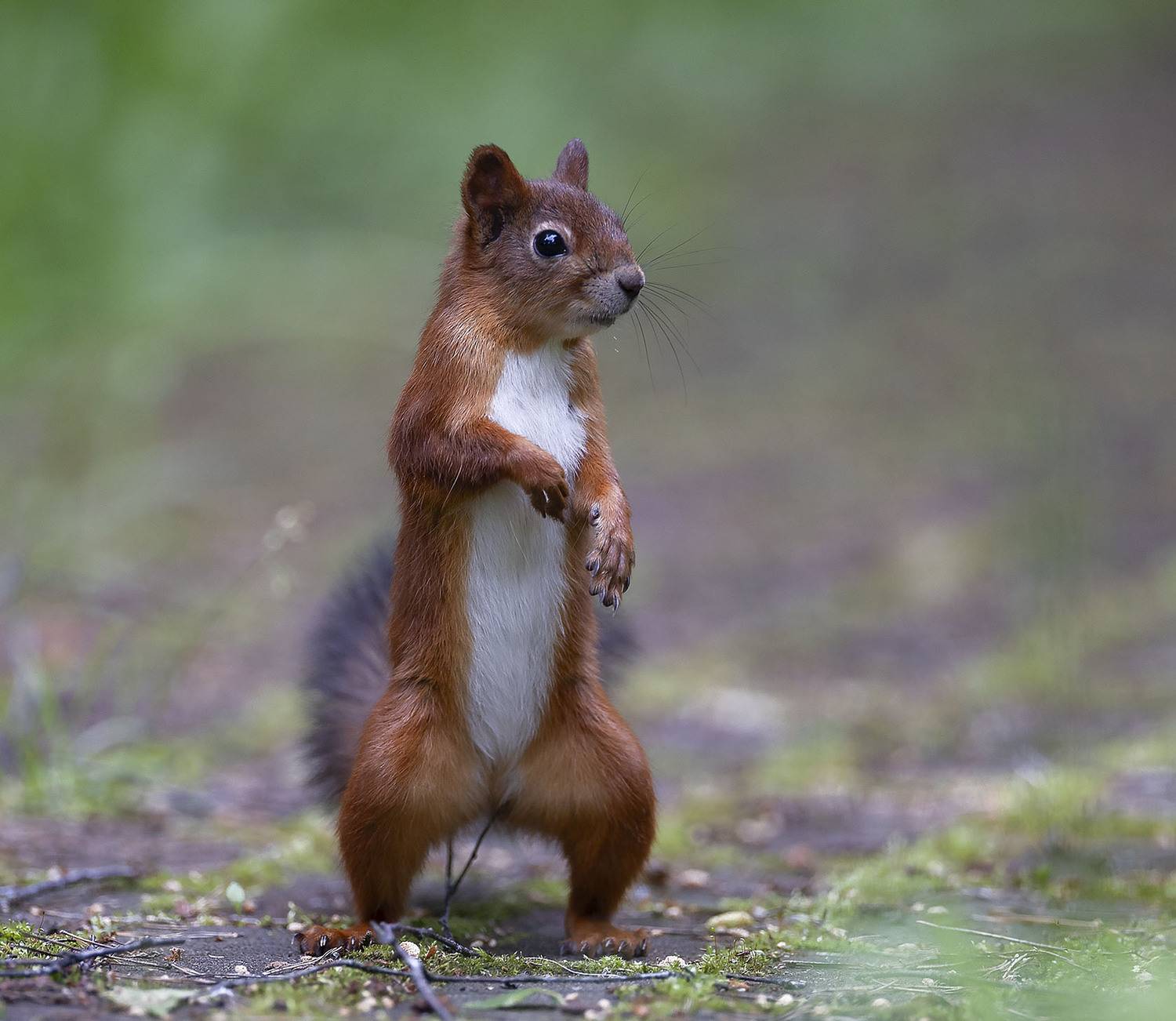 белка, лес, дозор, природа, squirrel, beautiful, forest, nature, Стукалова Юлия