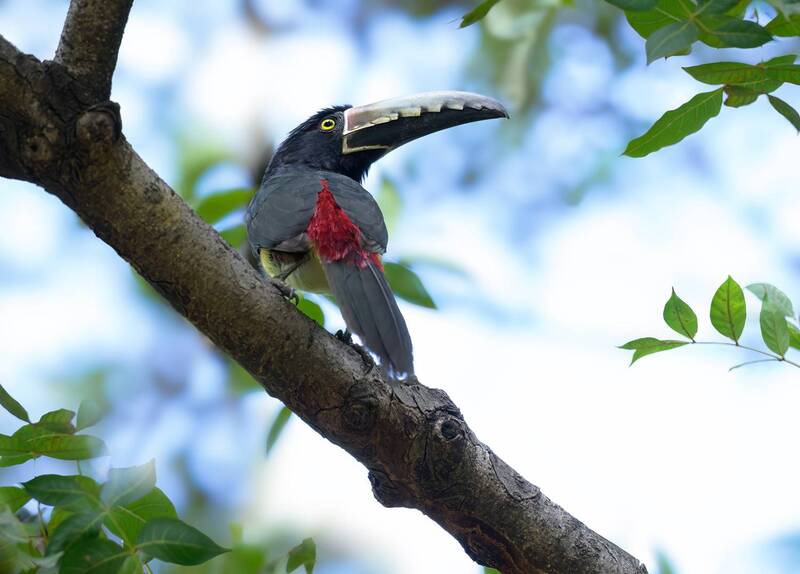 Collared Aracari (toucan) фото превью