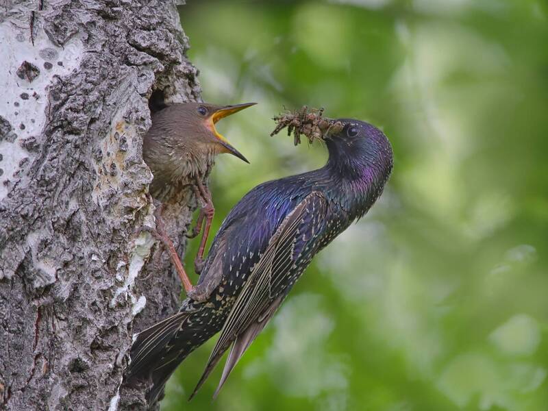 скворец, обыкновенный скворец, sturnus vulgaris Скворцы фото превью