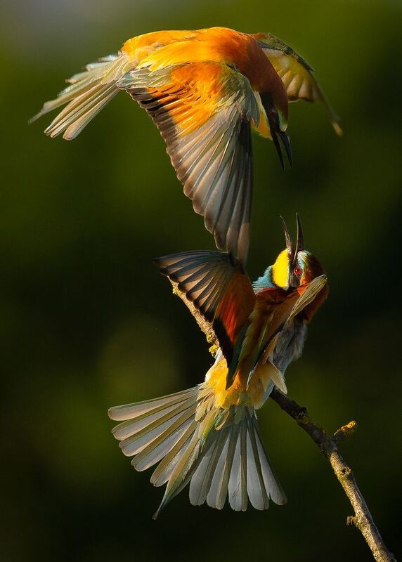 Souboj фото превью