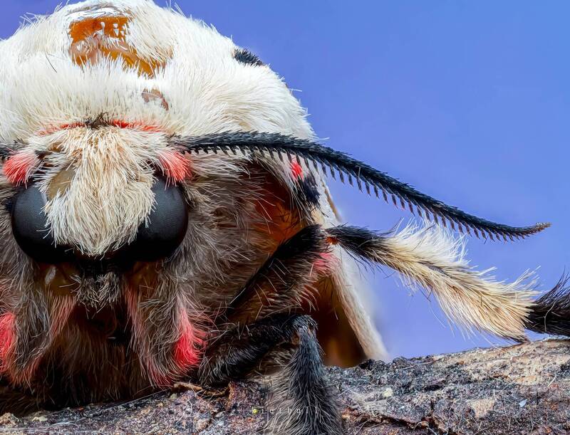 A moth фото превью