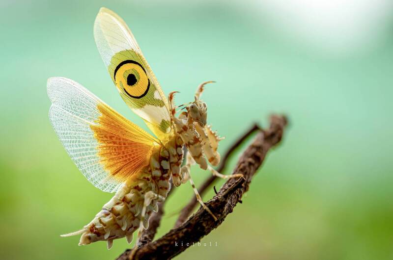 A spiny flower mantis фото превью