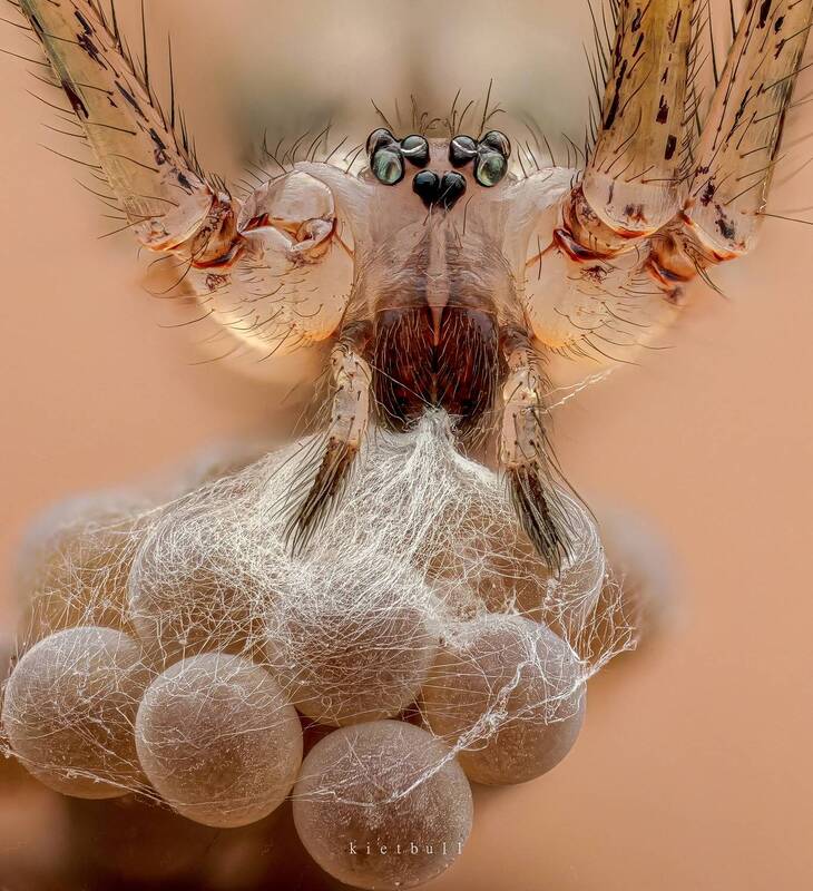 A spider momma and her egg sac фото превью