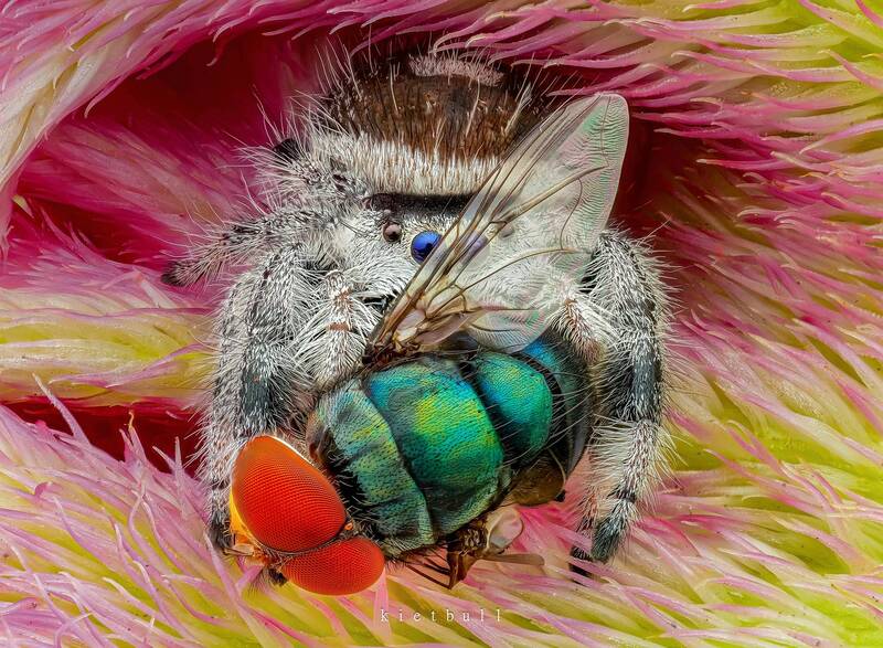 A jumping spider фото превью