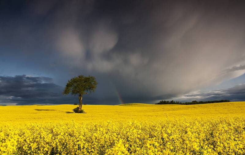 poland, landscape, maj, yellow, field, wioska Rapeseed фото превью