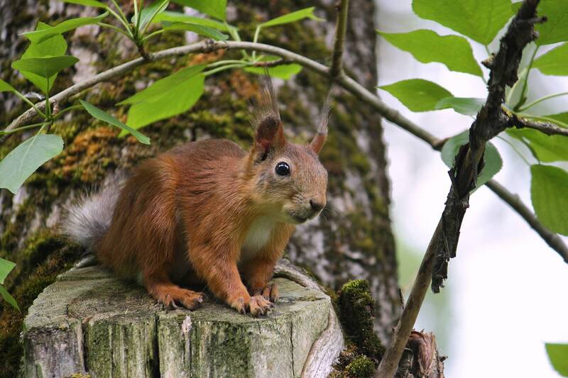 обыкновенная белка, векша, sciurus vulgaris Удивленная белка фото превью
