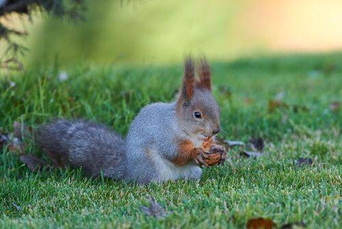 Sciurus vulgaris