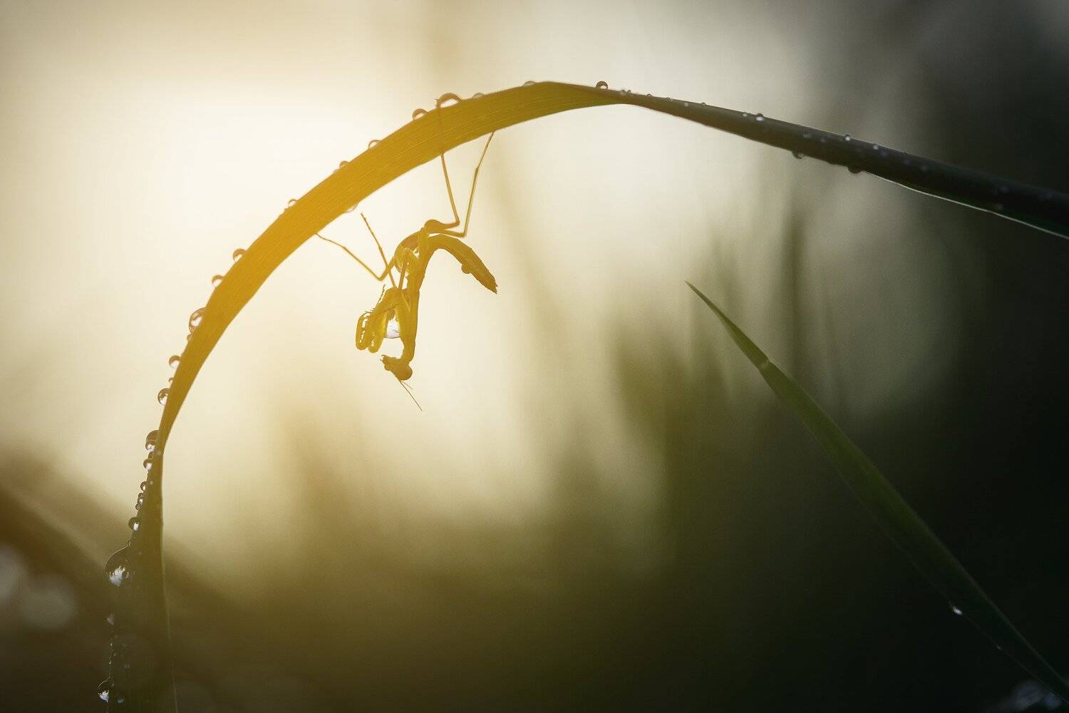 Богомол, Дождь, Капли, Насекомое, Трава, Инна Сухова