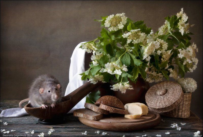 Rats\'n\'Cats, Декоративная крыса, Кошки-мышки, Крыса дамбо, Крысиные истории Крысиные истории. Дачное лето фото превью