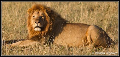 ВЕЛИКАЯ   АФРИКАНСКАЯ    САВАННА