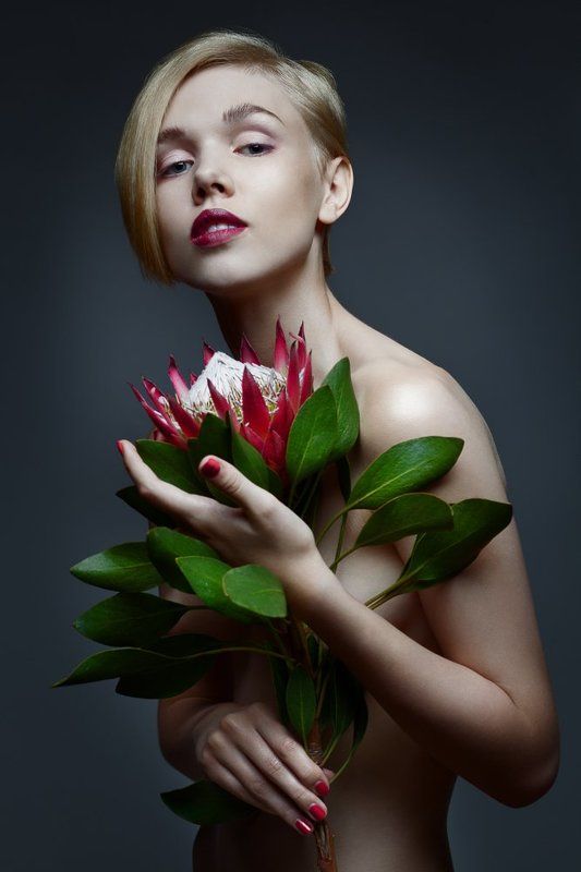 Protea madiba фото превью