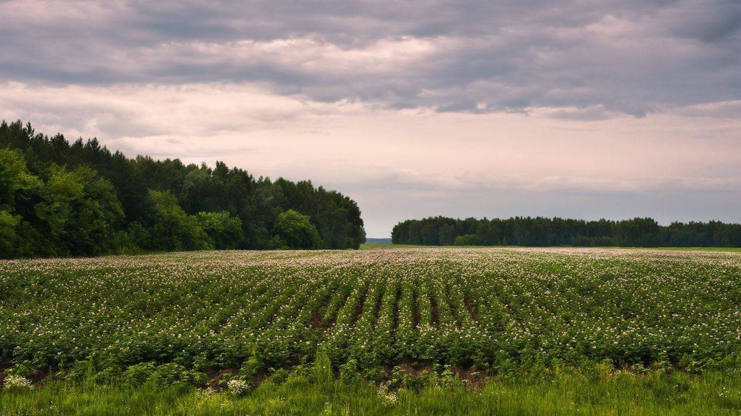 Вечер, Поле, Андрей Журавлев