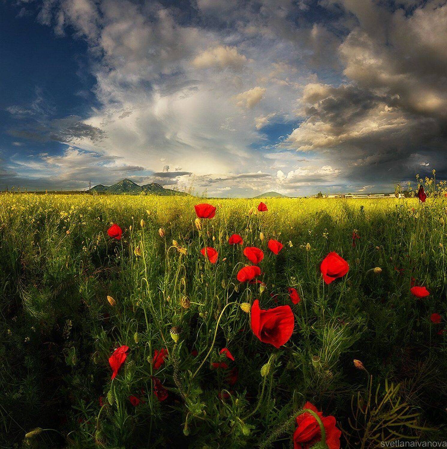 , Светлана Иванова