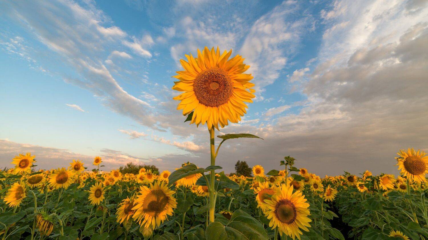 утро, Alexander Plekhanov