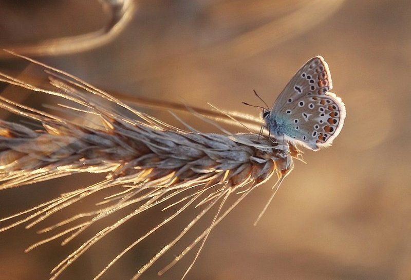 ... фото превью