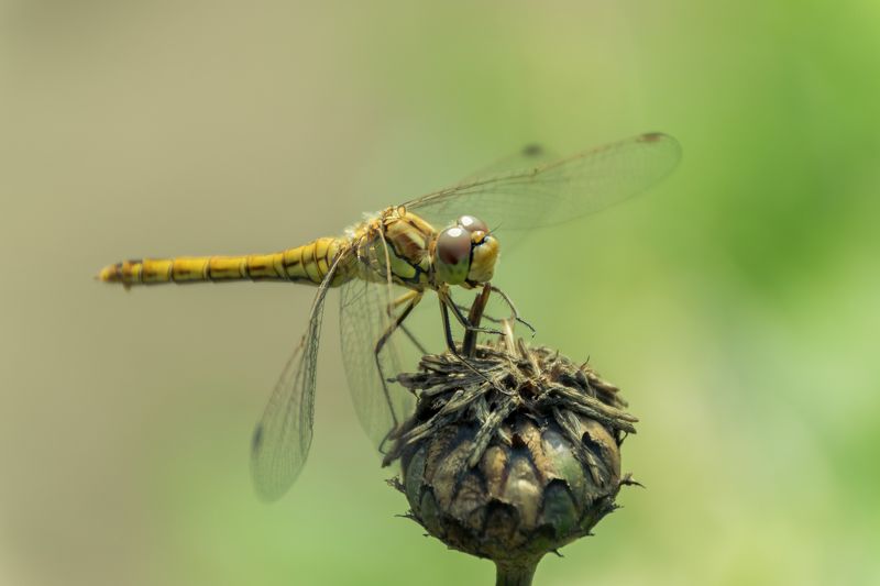 Улыбка стрекозы фото превью
