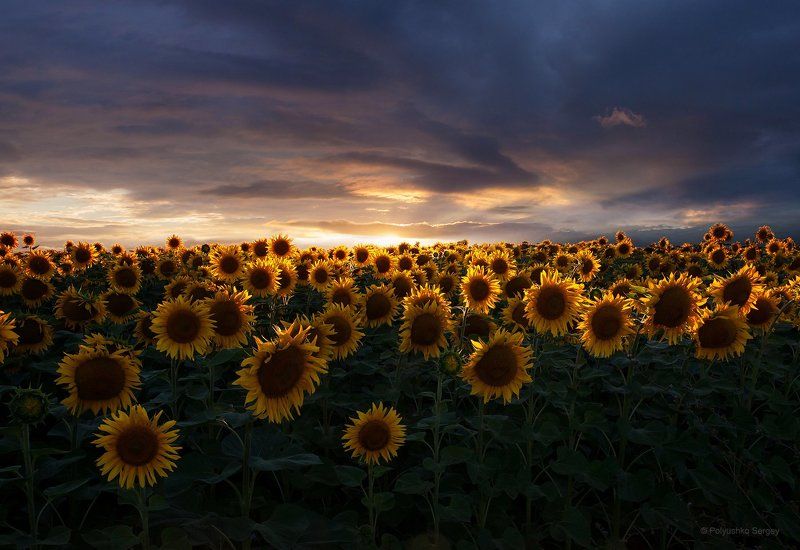 Закат, Подсолнухи, Поле *** фото превью