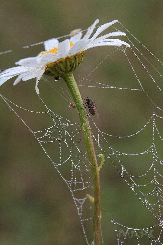 , Шангареев Марс