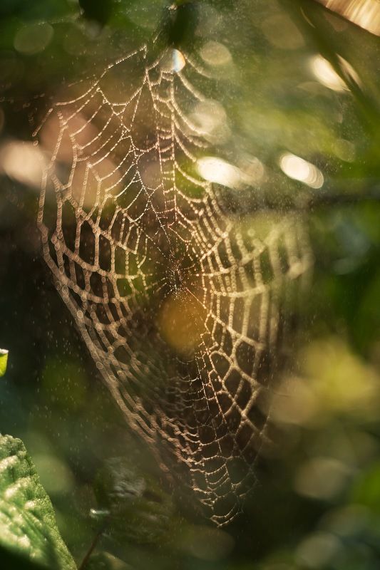 Паутинка фото превью