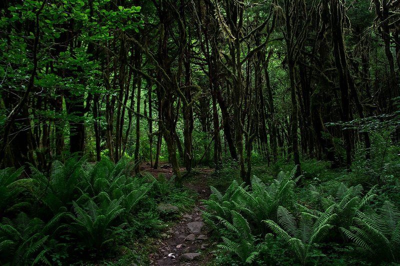 море абхазия горы небо пейзаж закат путешествия отдых  Самшитовые рощи фото превью