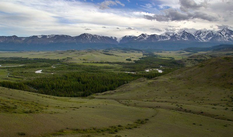 Курай фото превью