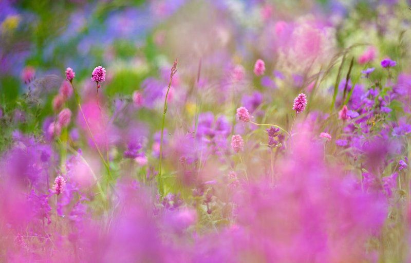 макро, природа, цвет, россия, осетия, цветы, растения, тфture, flowers, colors, colours, pink, russia, wildlife, розовый, ковер,. carpet Краски Осетии фото превью