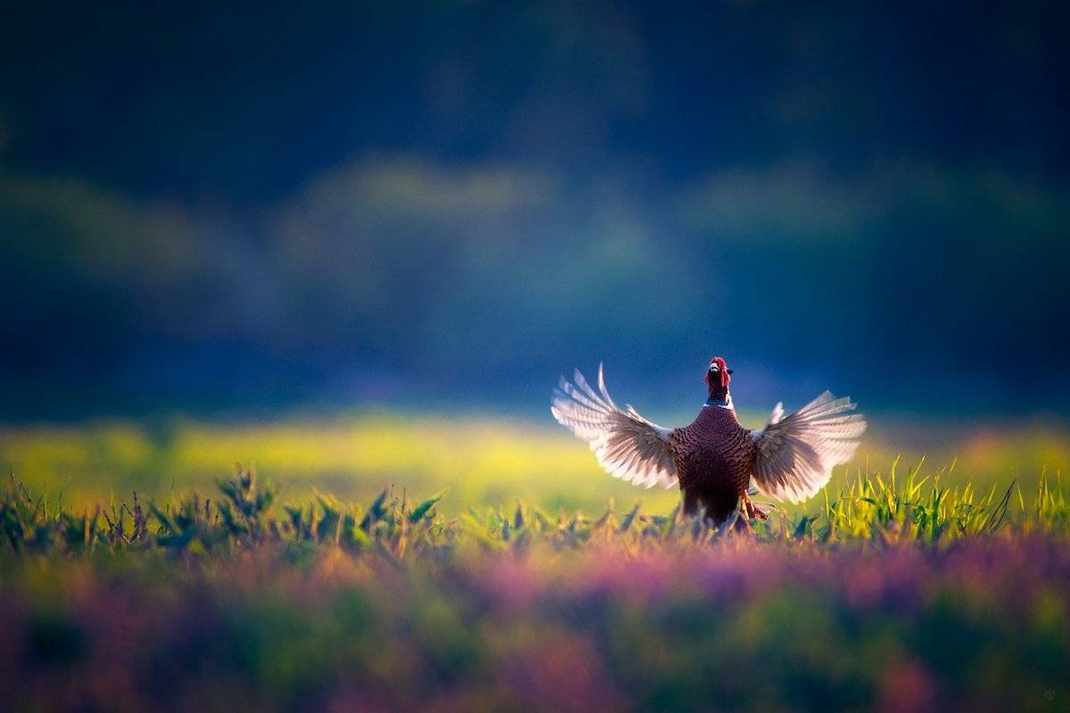 bird, Phasianus colchicus, field, wings, Wojciech Grzanka
