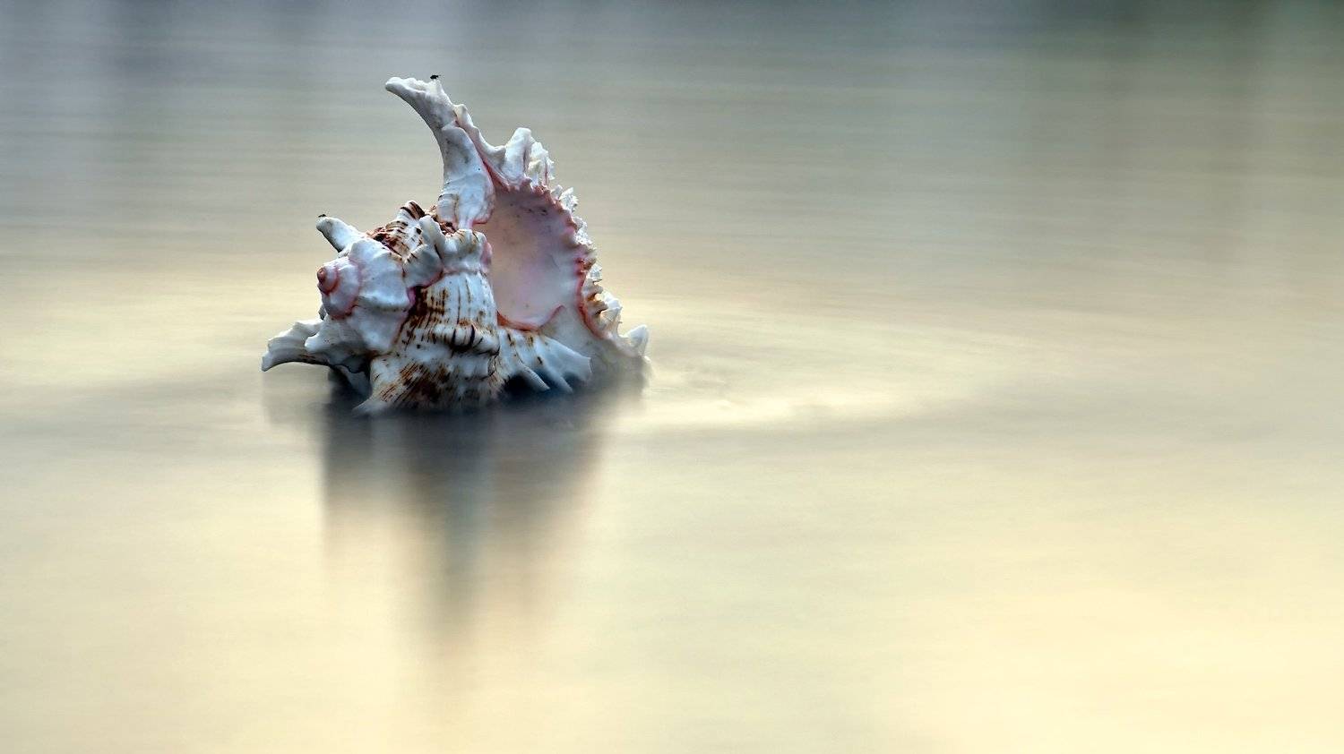 adventure, blue, blue hour, bright, capital city, close up, colorful, detail, estonia, europe, exploration, famous place, fragility, long exposure, nature, outdoor, sea, sea shell, shell, simplicity, softness, tallinn, tourist attraction, travel, travel d, Эдуард Горобец